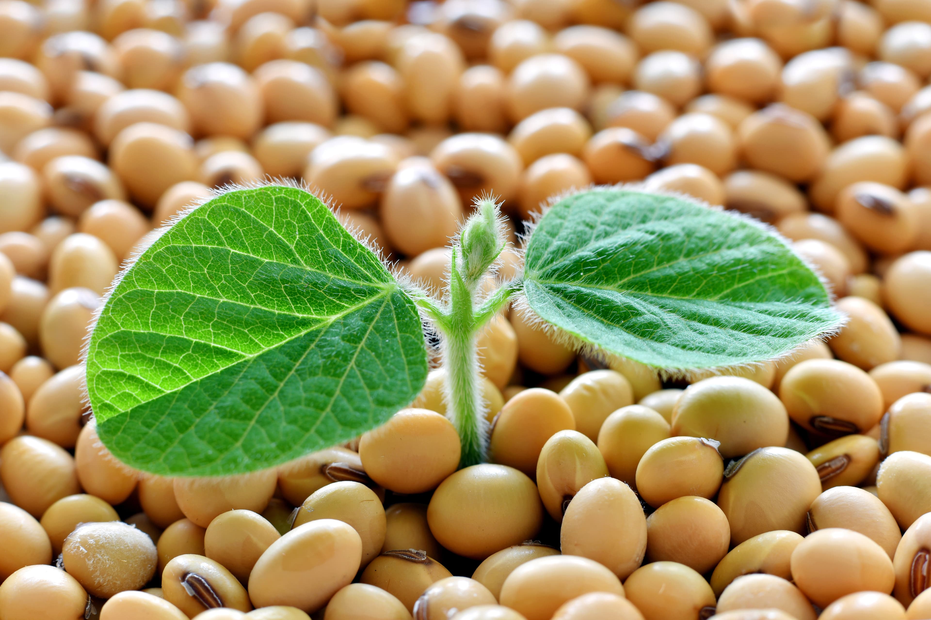 soy bean plant