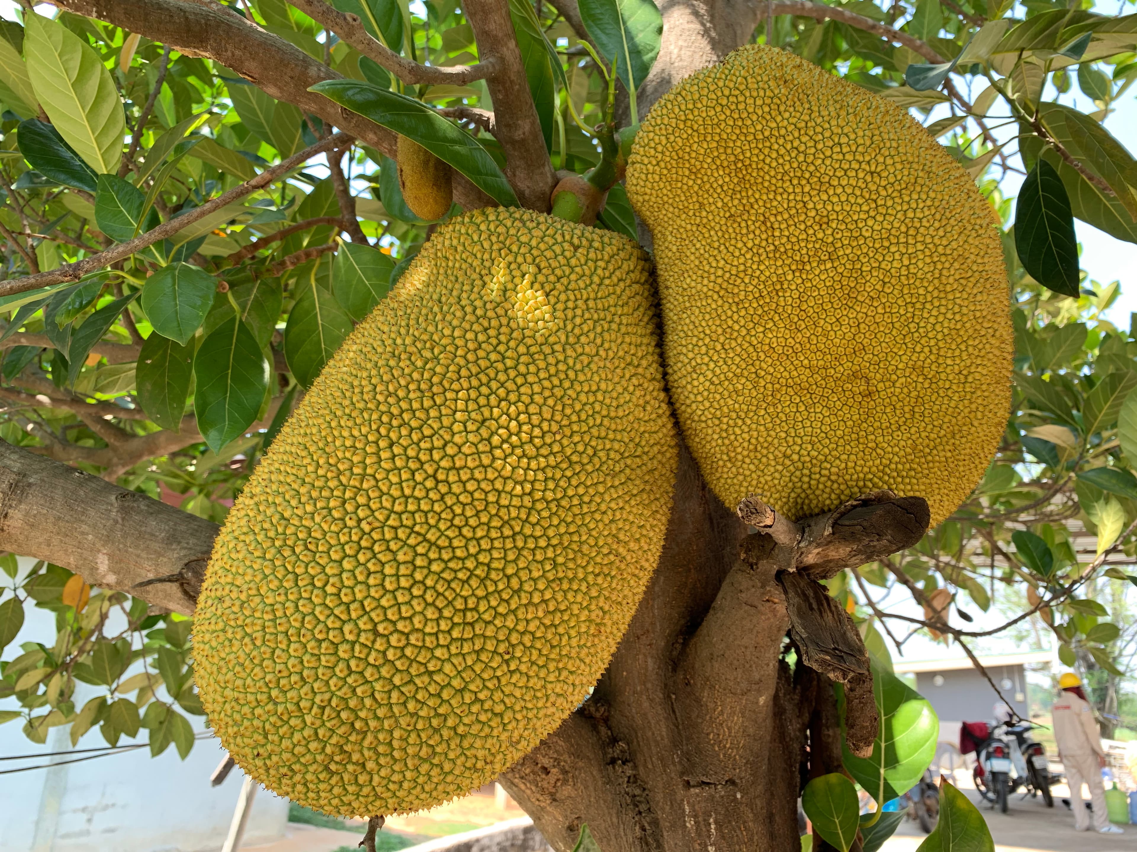 Jackfruit