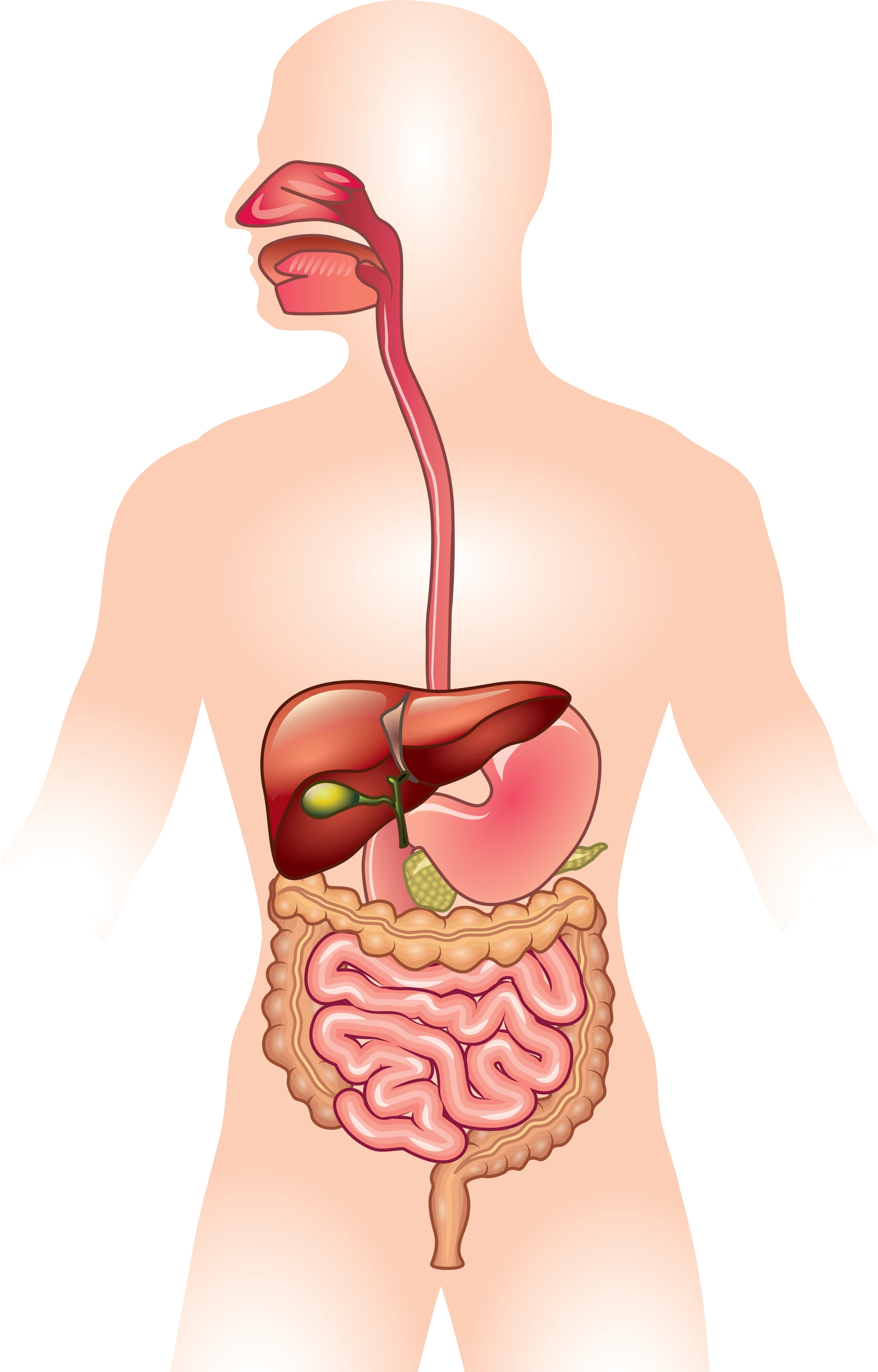 human digestive system