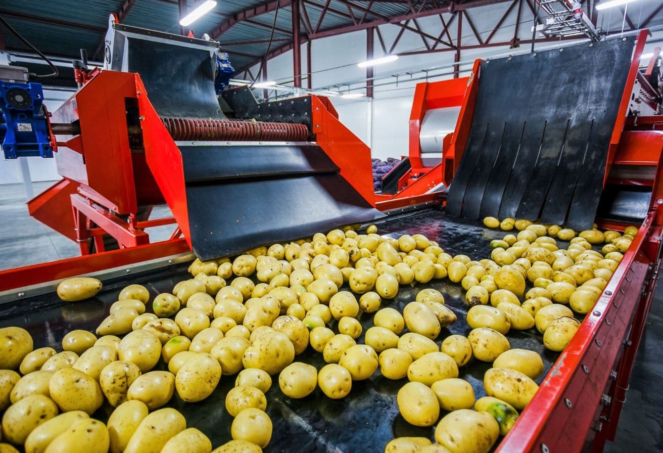 aardappelen op band