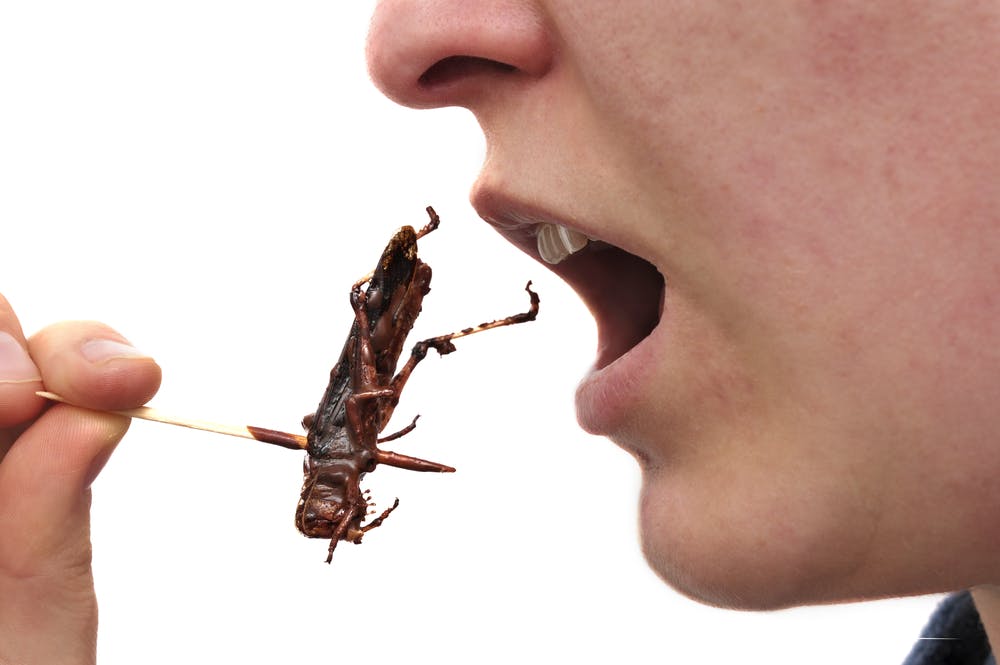 Insecten eten