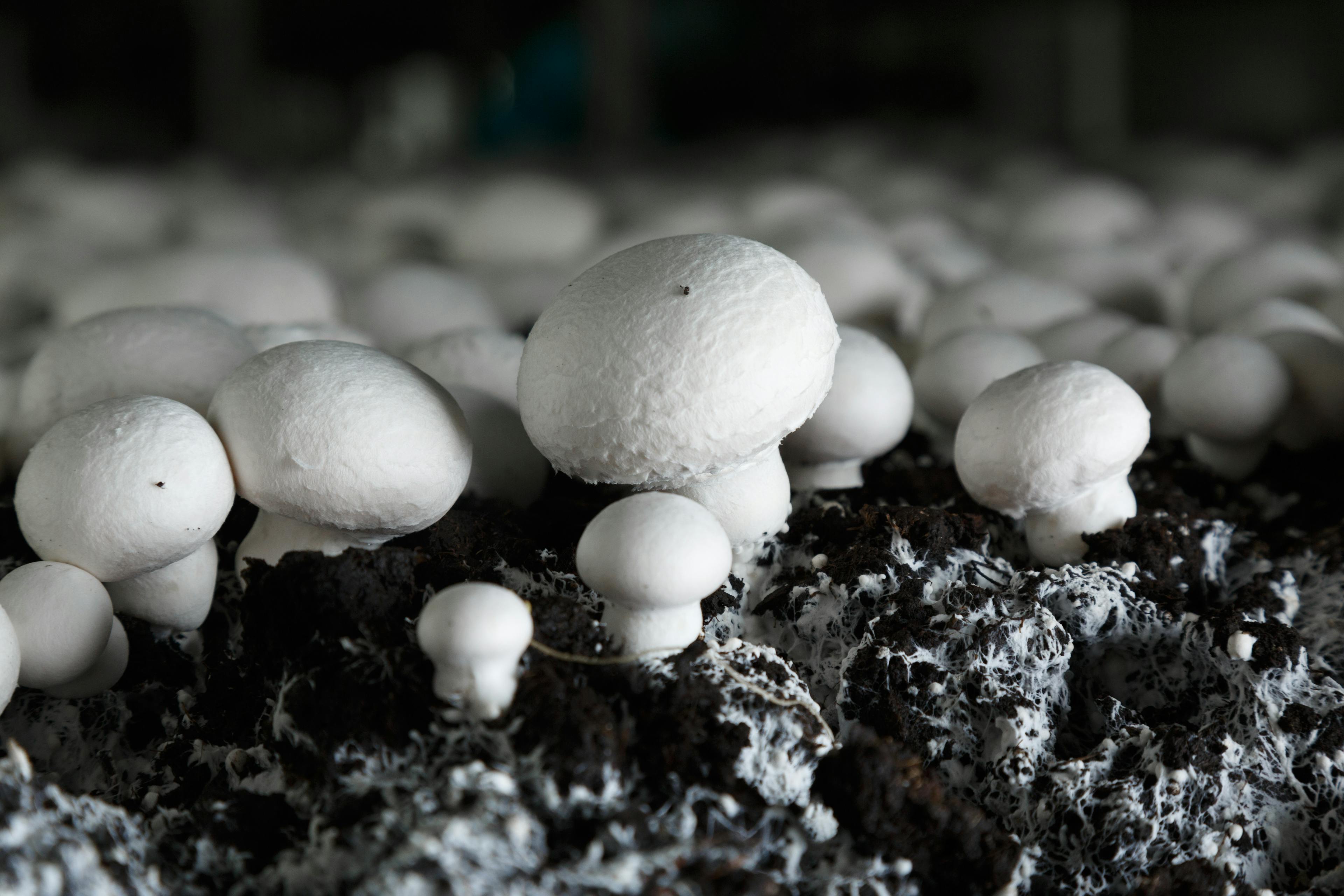 Gekweekte champignons