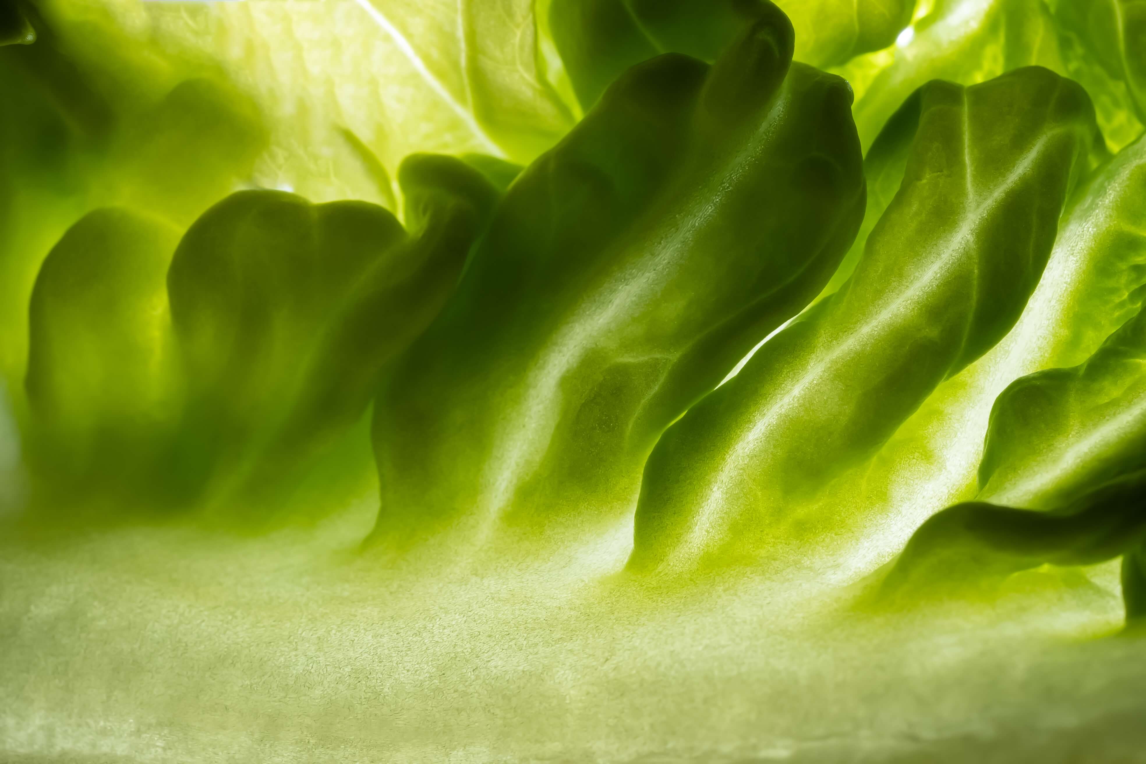 Green leaf, texture or background. Macro.